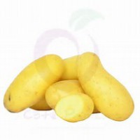 Pomme de Terre Celtiane