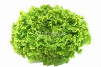 Salade Batavia