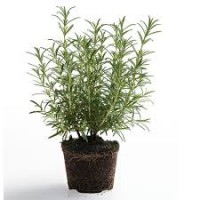 Estragon