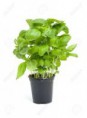 Basilic