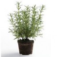 Estragon